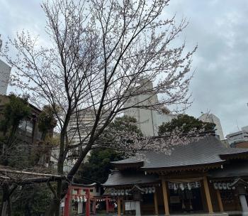 今日の桜