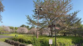 最高の花見