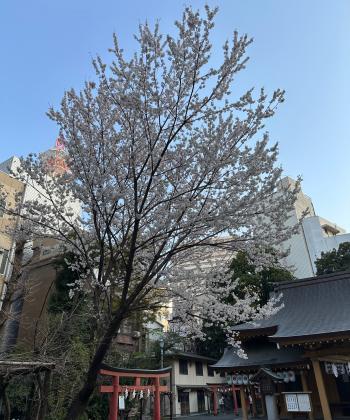 桜