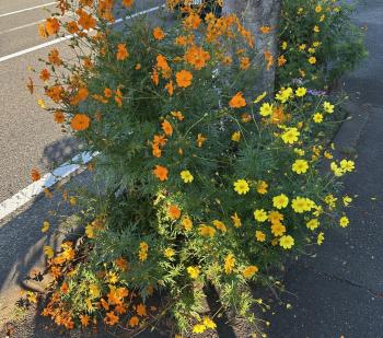 立秋