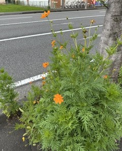 秋？