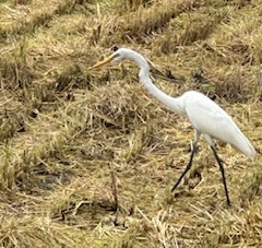 幸運の鳥